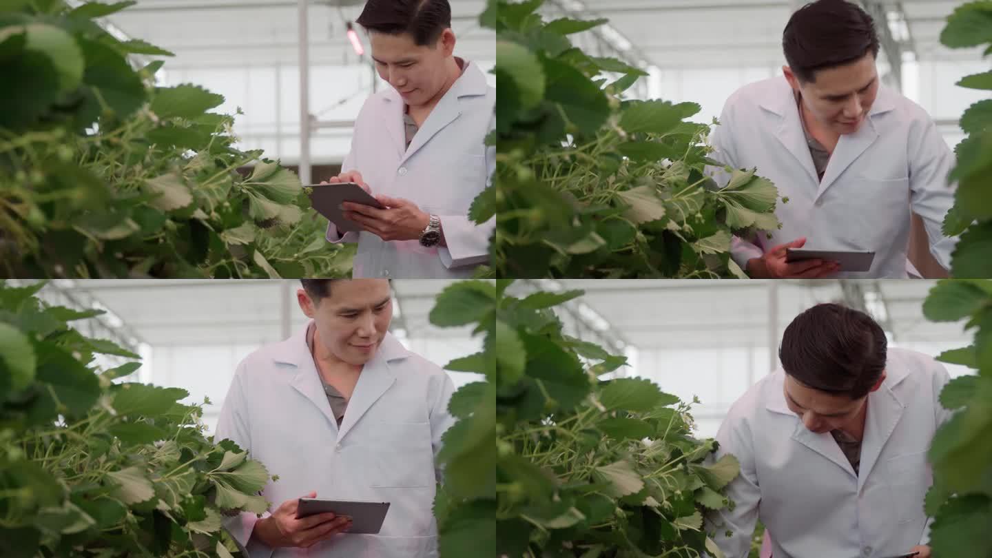 一位男性植物学家用笔记本电脑检查温室里草莓的种植情况