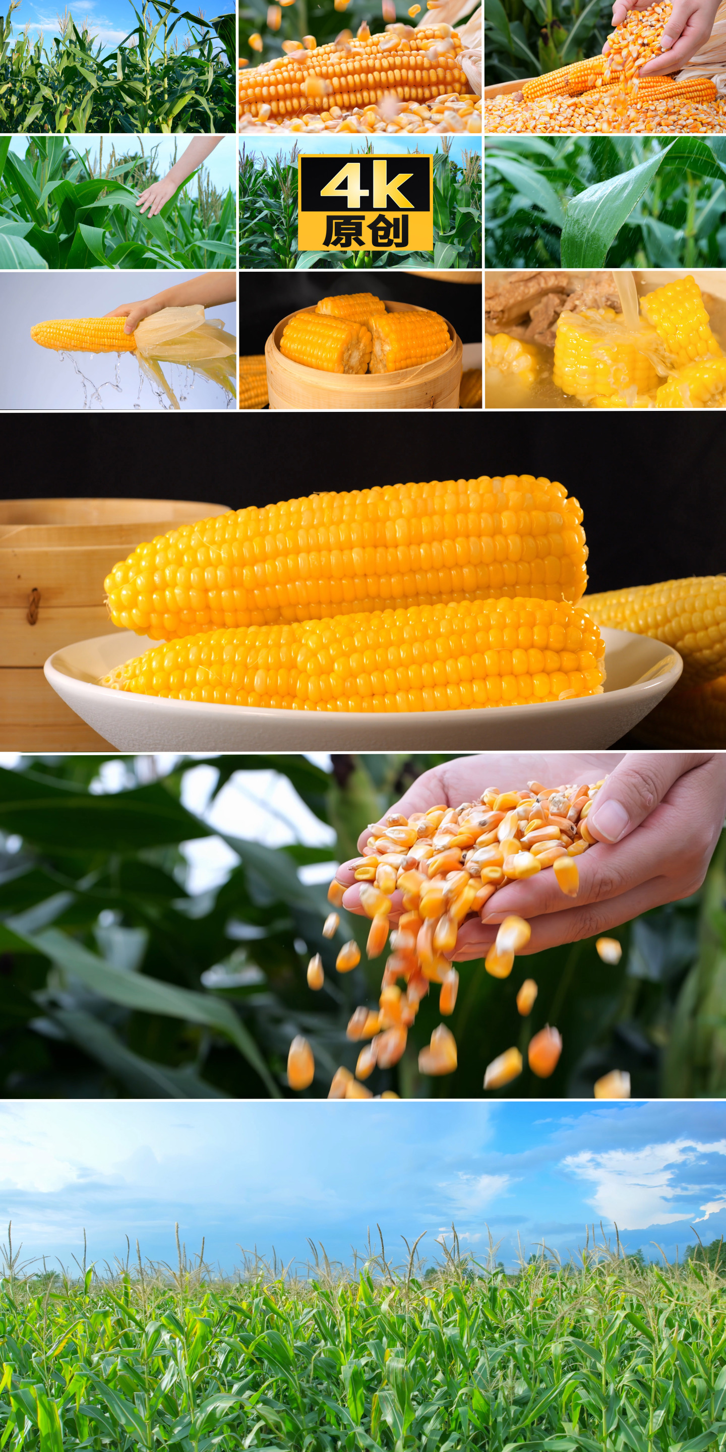 玉米丰收谷物种植玉米排骨