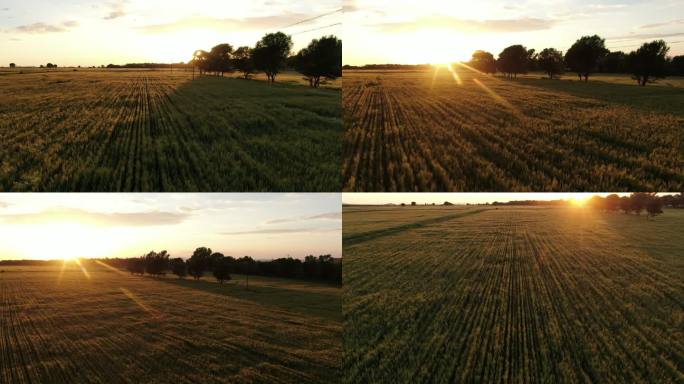 小麦 航拍 夕阳下的小麦 农村麦田