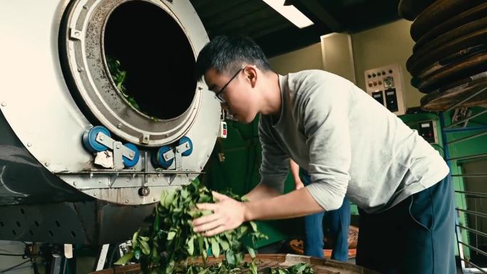 经验丰富的乌龙茶工匠，在自己的茶厂用现代化的设备生产绿茶。