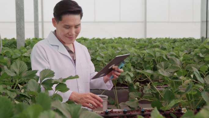 一位男性植物学家用笔记本电脑检查温室里草莓的种植情况