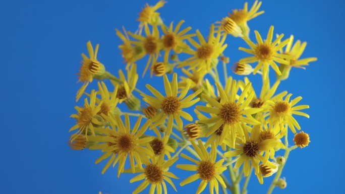 一束黄色的雅可比皮花，盛开在蓝色的背景上
