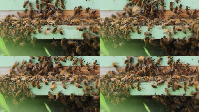 养蜂，弗吉尼亚蜂巢采集弗吉尼亚保护