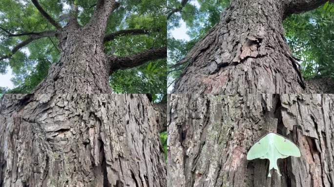 一只青绿色的月蛾栖息在一棵175岁的高大山核桃树嶙峋的树皮上。对比的颜色，对比的纹理。新旧兼备。躲。