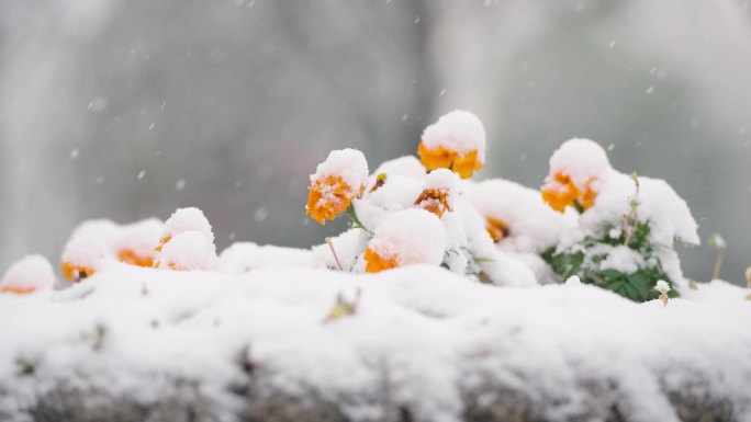 小雪大雪节气下雪花