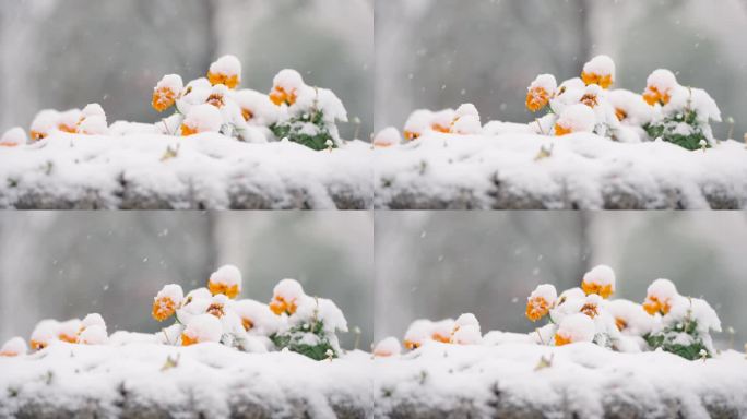 小雪大雪节气下雪花