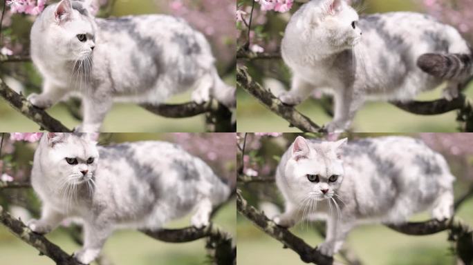 猫 英国短毛猫 银渐层 海棠花