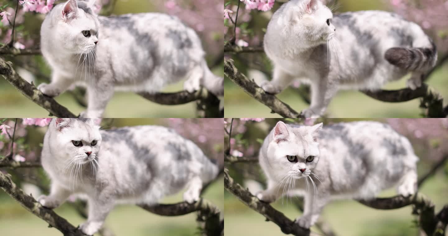 猫 英国短毛猫 银渐层 海棠花