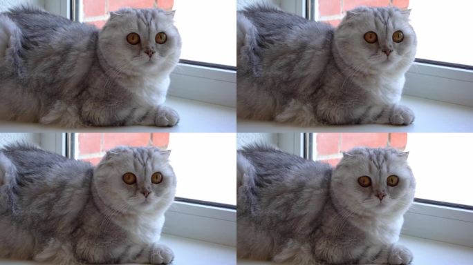一只灰色的苏格兰折耳小猫躺在室内的褥子上