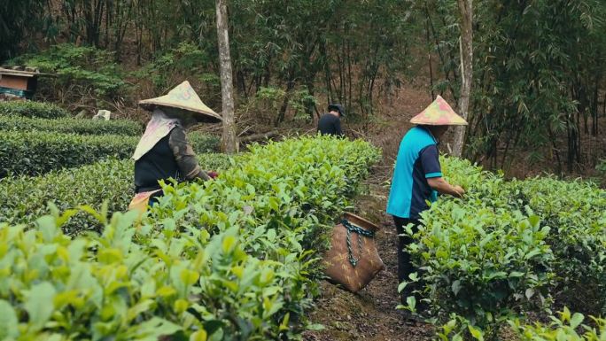 台湾，亚洲农民家庭在自己的茶园里用手采摘乌龙茶叶。家庭经营自己的小生意;他们是个体经营者。