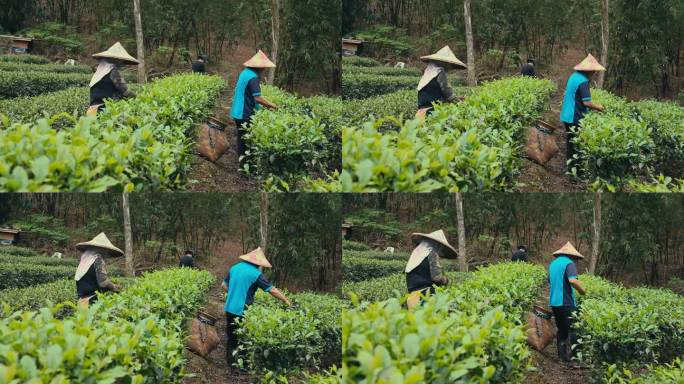 台湾，亚洲农民家庭在自己的茶园里用手采摘乌龙茶叶。家庭经营自己的小生意;他们是个体经营者。