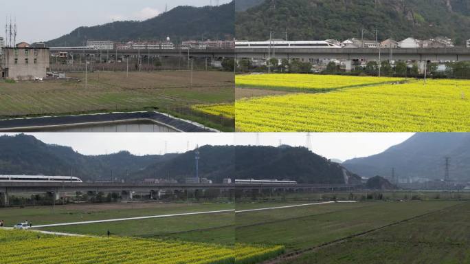 油菜花海高铁