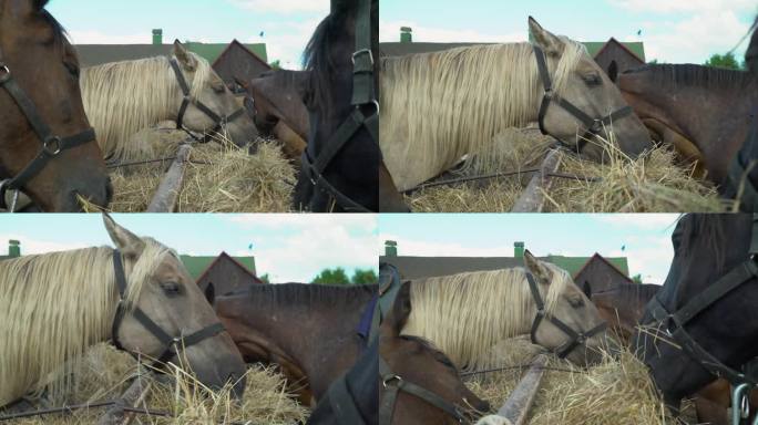 马在牧场吃燕麦