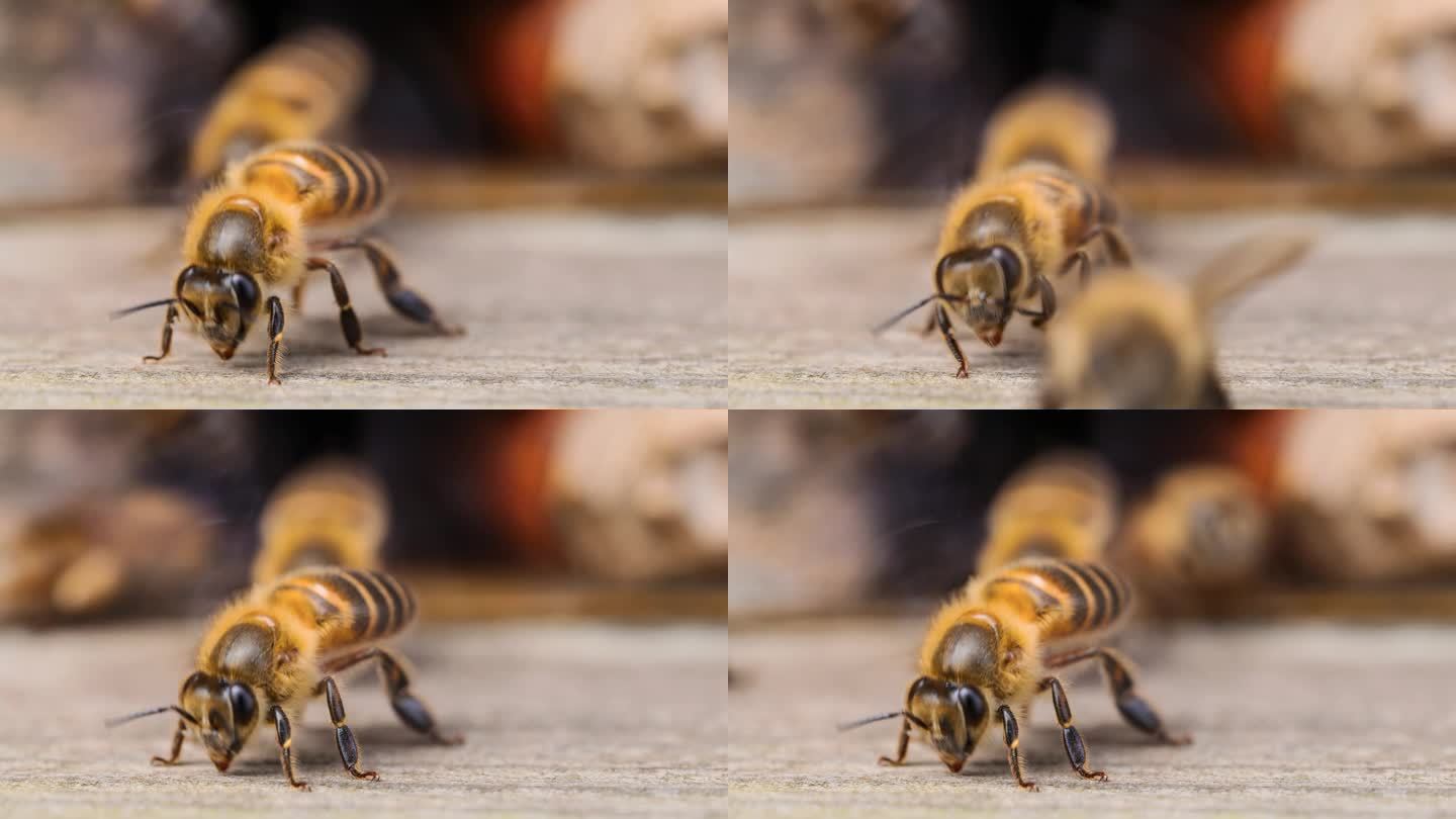 蜜蜂辛苦得要死蜜蜂特写小蜜蜂蜂巢