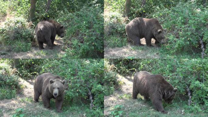 真正的野生熊在自然环境中自由漫游在森林里