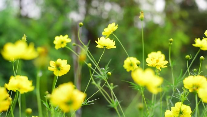 黄色的宇宙花园柔和的花，花的柔软的自然盛开田野与风的泡沫吹在绿色的背景。夏春花满园，草甸绽开。黄色植