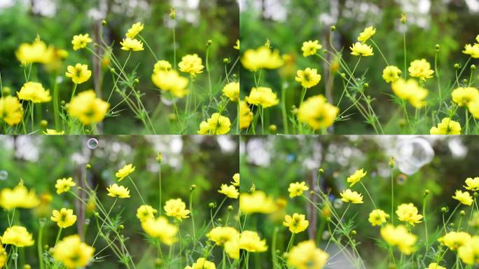 黄色的宇宙花园柔和的花，花的柔软的自然盛开田野与风的泡沫吹在绿色的背景。夏春花满园，草甸绽开。黄色植