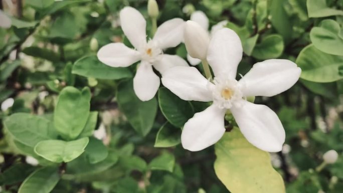 美丽的茉莉花，白色的茉莉花，五瓣白色的茉莉花正在盛开，白色的颜色，小的五个花瓣带着黄色的花粉，在花园