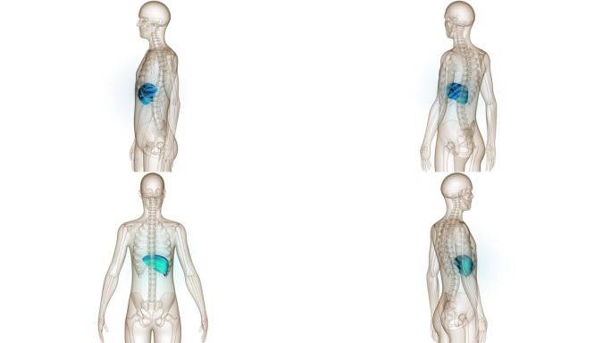 人体内部消化器官肝脏解剖动画概念