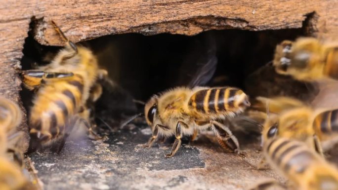 蜜蜂辛苦得要死蜜蜂特写小蜜蜂人工养殖蜂