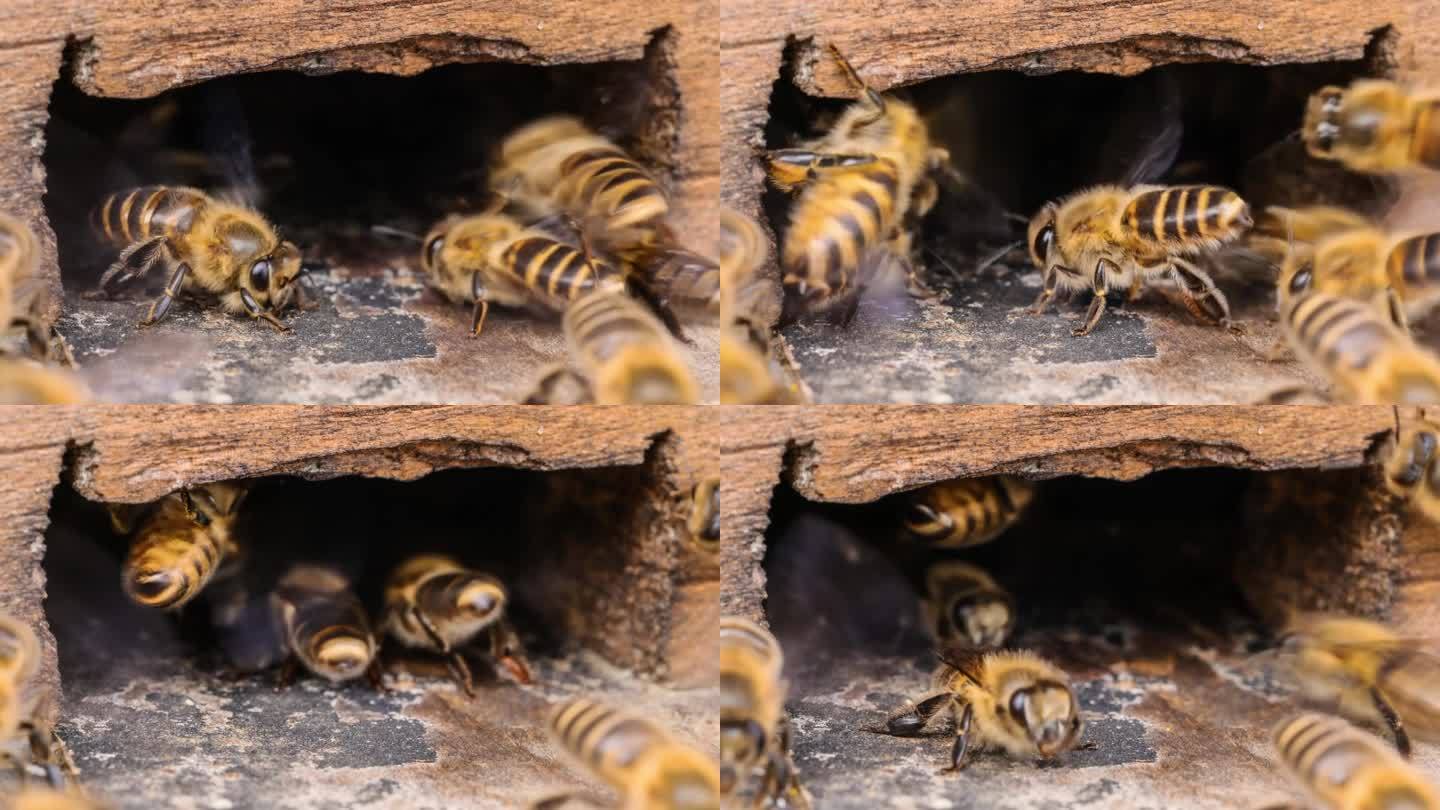 蜜蜂辛苦得要死蜜蜂特写小蜜蜂人工养殖蜂