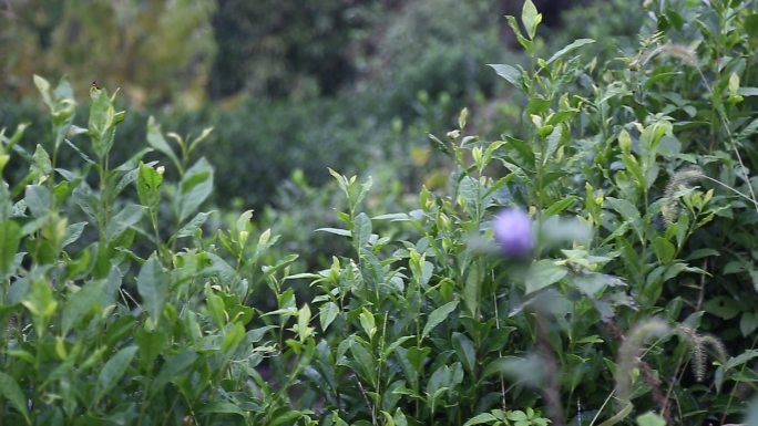 新鲜茶叶