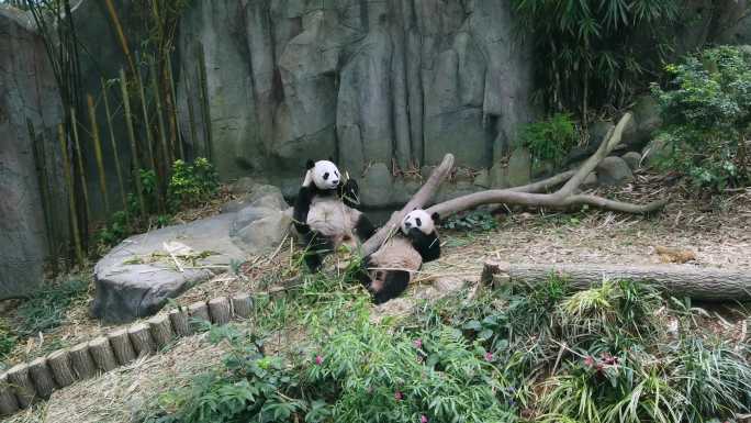 4K大熊猫新加坡熊猫乐乐凯凯嘉嘉视频素材