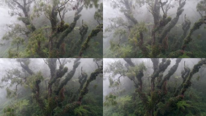 神秘的老松树在雾中，大树枝上爬满了植物