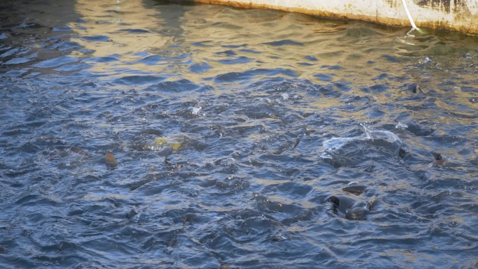 黄河大鲤鱼吃食打捞