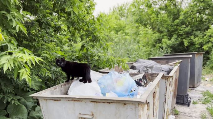 流浪的黑猫站在乡下的垃圾箱里。流浪猫在垃圾桶里看着摄像头。保护动物观念的问题。近距离