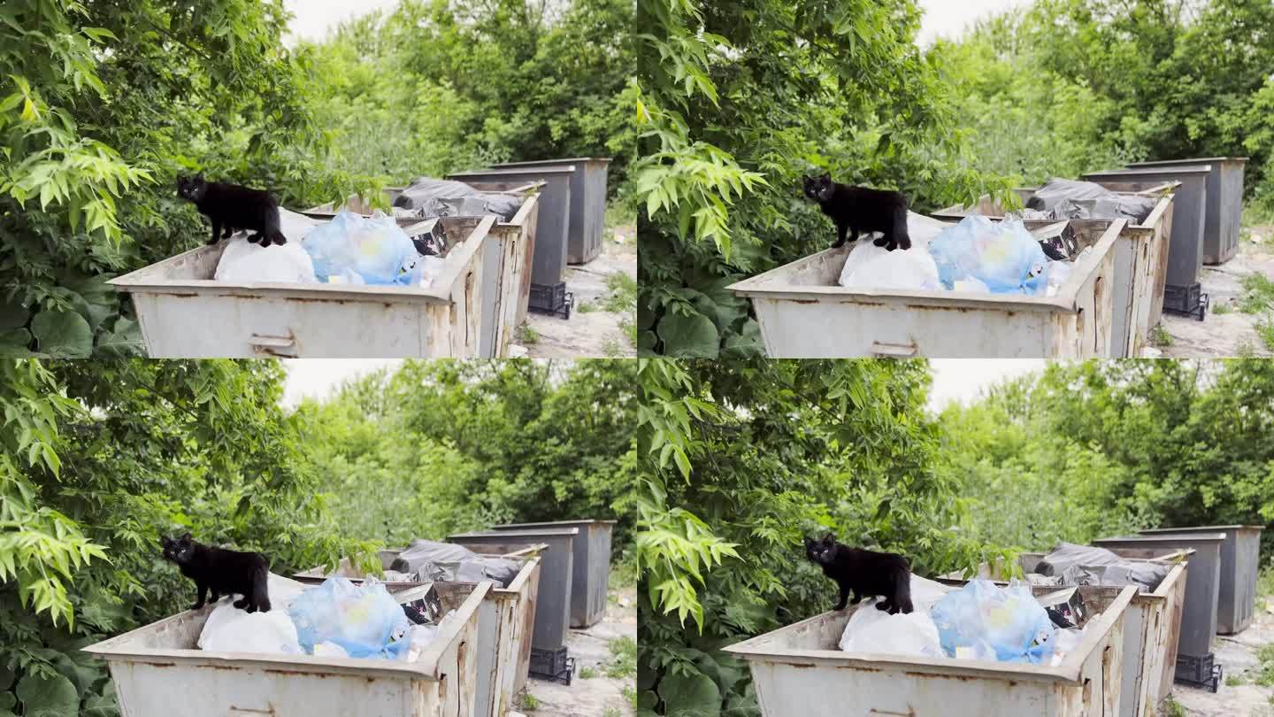 流浪的黑猫站在乡下的垃圾箱里。流浪猫在垃圾桶里看着摄像头。保护动物观念的问题。近距离