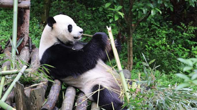 大熊猫躺着吃竹子