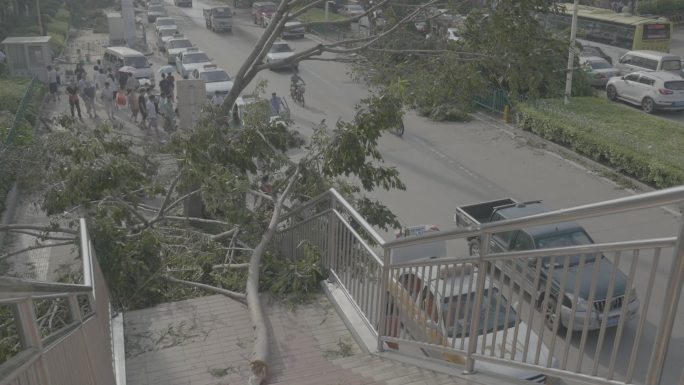 台风后的厦门重建工作