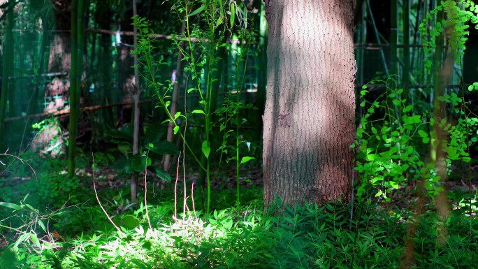 第一人称拍摄小树林里的微光画面