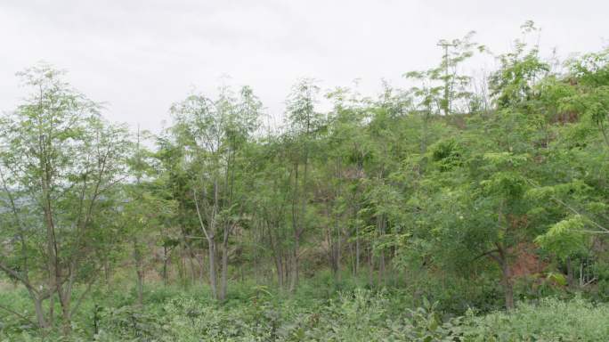 成片的辣木树种植素材镜头