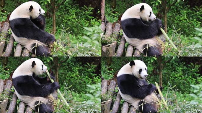 大熊猫咬开竹子