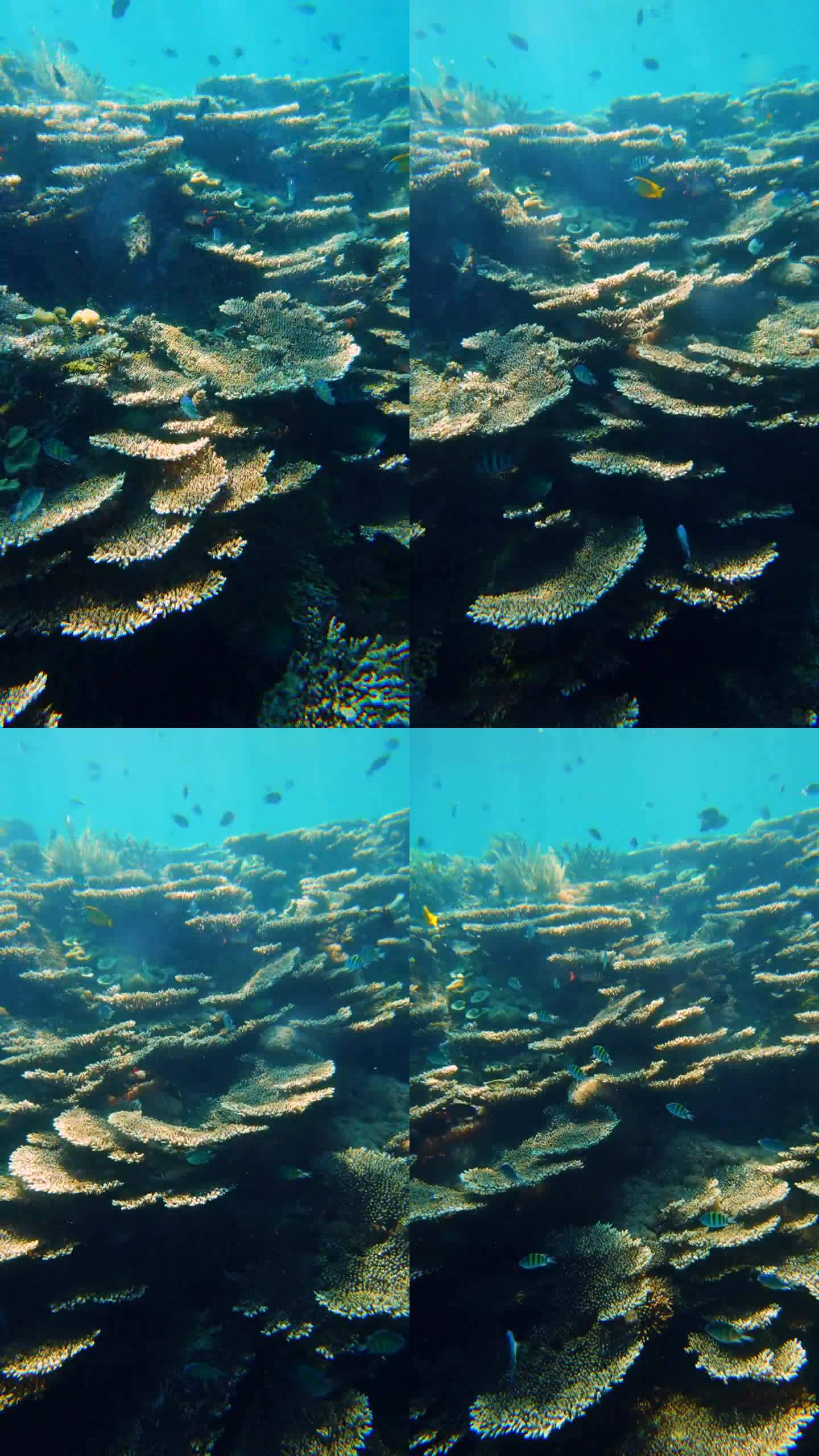 色彩缤纷的珊瑚和鱼类王国