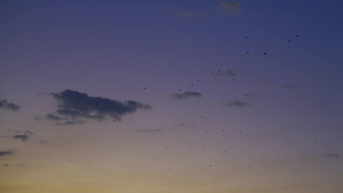 日落天空中的蝙蝠视频素材蓝天天空