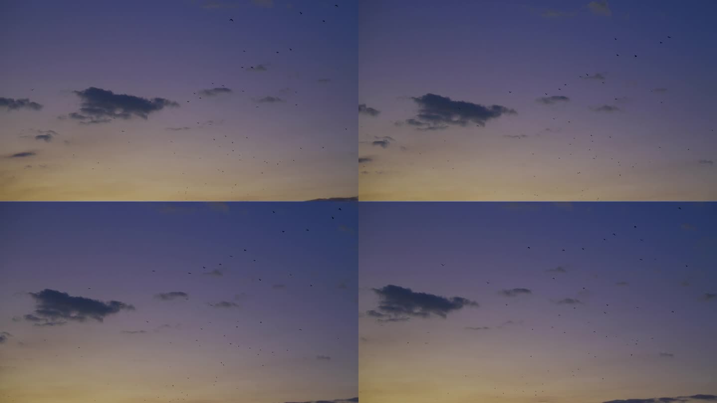 日落天空中的蝙蝠视频素材蓝天天空