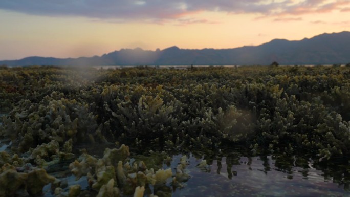 日落时分，印度尼西亚科莫多海岸的珊瑚礁