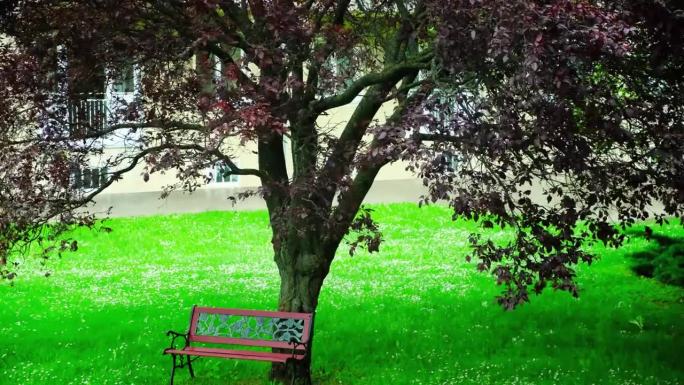 一棵长着紫色叶子的树和雨中的长凳，舒适而美丽