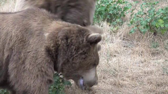 两只野生自由熊在自然环境中搏斗，真实的动物攻击