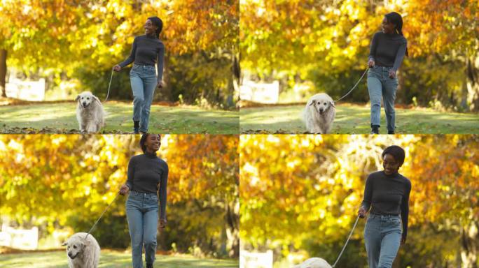 一名妇女带着宠物金毛猎犬在秋天的乡村散步