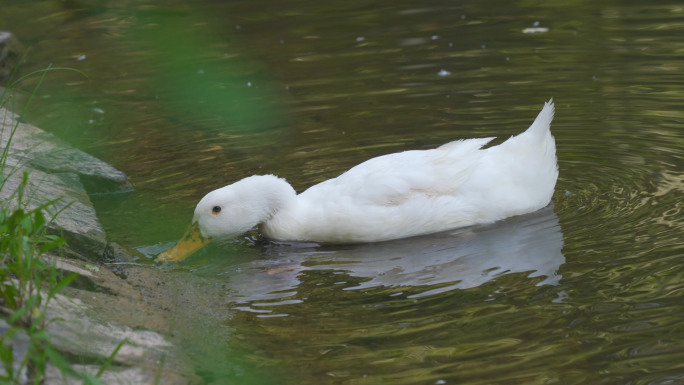 鸭子在湖边觅食