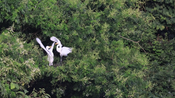 两只白鹭在树上打架