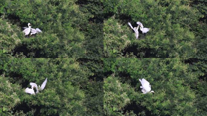 两只白鹭在树上打架