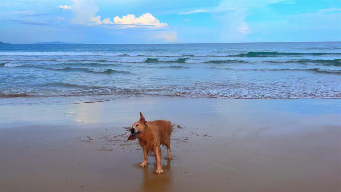 海边玩耍的狗狗