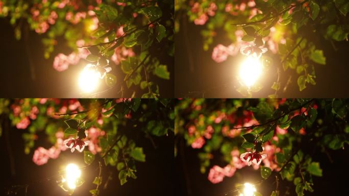 夜灯下的花