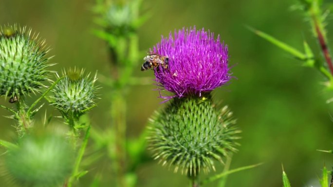 蜜蜂从水飞蓟花上采集花粉。药用植物