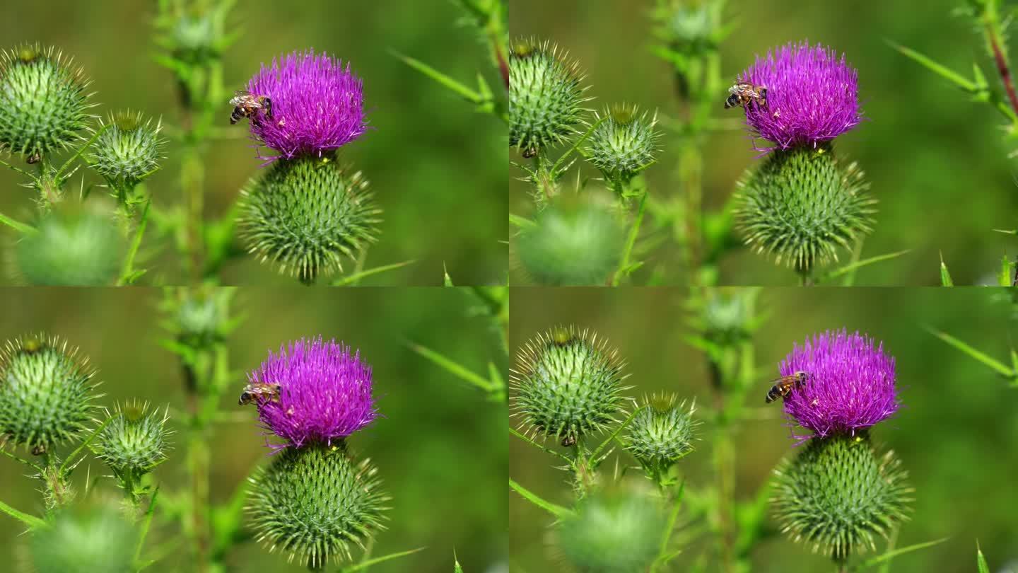 蜜蜂从水飞蓟花上采集花粉。药用植物